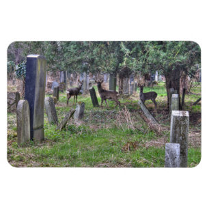 Deer bij Zentralfriedhof Magneet