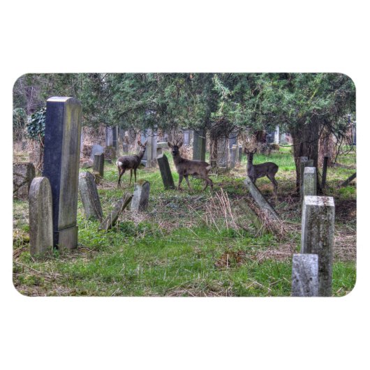 Deer bij Zentralfriedhof Magneet (Horizontaal)