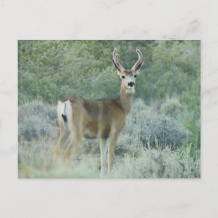 Deer Briefkaart