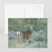 Deer Briefkaart (Voorkant / Achterkant)