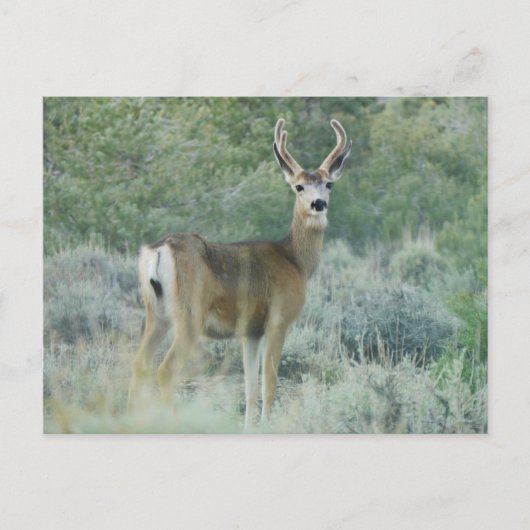 Deer Briefkaart (Voorkant)