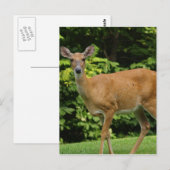 Deer Briefkaart (Voorkant / Achterkant)