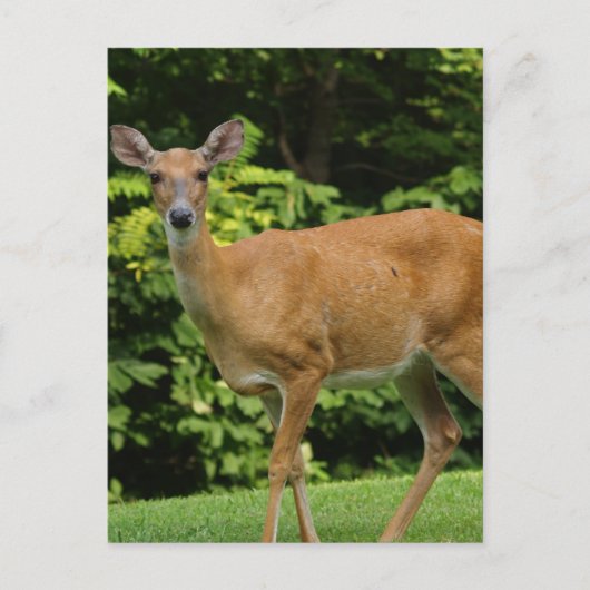 Deer Briefkaart (Voorkant)
