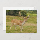 Deer Briefkaart (Voorkant / Achterkant)