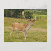 Deer Briefkaart (Voorkant)