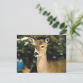 Deer Briefkaart (Staand voorkant)