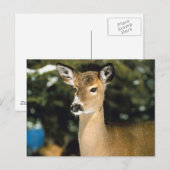 Deer Briefkaart (Voorkant / Achterkant)
