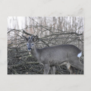 Deer Briefkaart