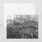 Deer Briefkaart (Voorkant / Achterkant)