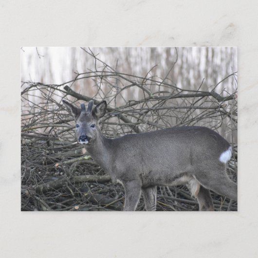 Deer Briefkaart (Voorkant)
