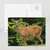 Deer Briefkaart (Voorkant / Achterkant)