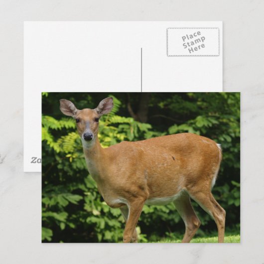 Deer Briefkaart (Voorkant / Achterkant)