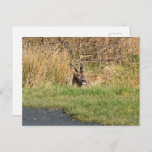 Deer Briefkaart (Voorkant / Achterkant)