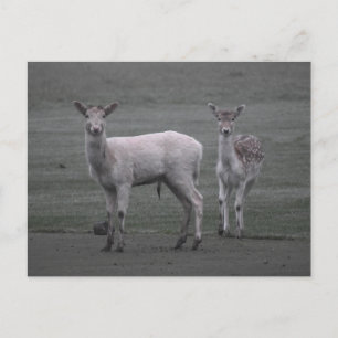Deer Briefkaart