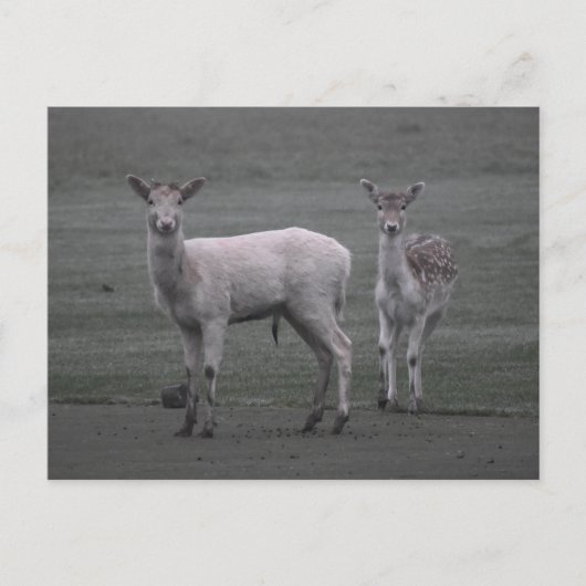 Deer Briefkaart (Voorkant)