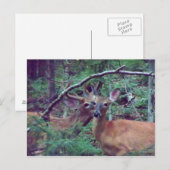 Deer Briefkaart (Voorkant / Achterkant)