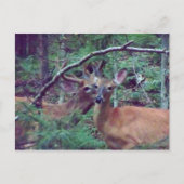 Deer Briefkaart (Voorkant)
