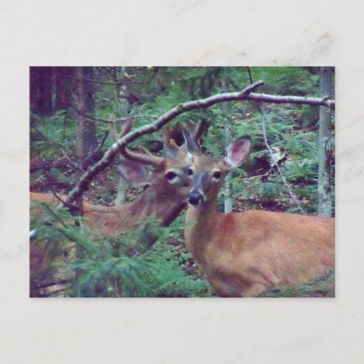 Deer Briefkaart (Voorkant)