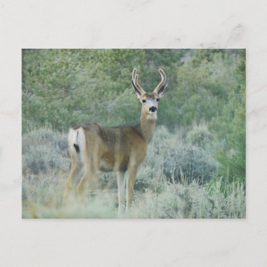 Deer Briefkaart (Voorkant)