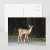 Deer Briefkaart (Voorkant / Achterkant)