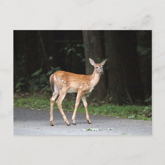Deer Briefkaart (Voorkant)
