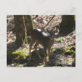Deer Briefkaart (Voorkant)