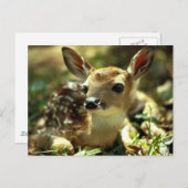 Deer Briefkaart (Voorkant / Achterkant)