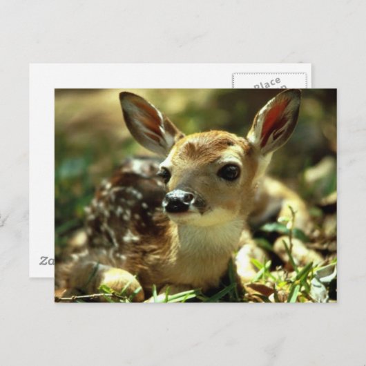 Deer Briefkaart (Voorkant / Achterkant)