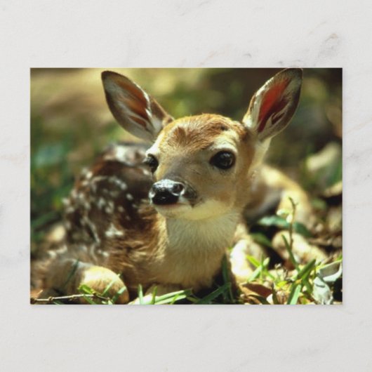 Deer Briefkaart (Voorkant)