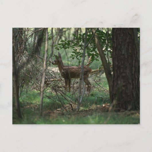 Deer Briefkaart (Voorkant)