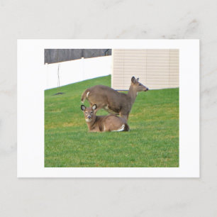 Deer Briefkaart