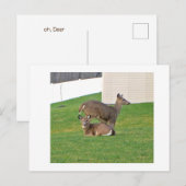 Deer Briefkaart (Voorkant / Achterkant)