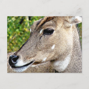 DEER BRIEFKAART
