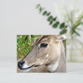 DEER BRIEFKAART (Staand voorkant)