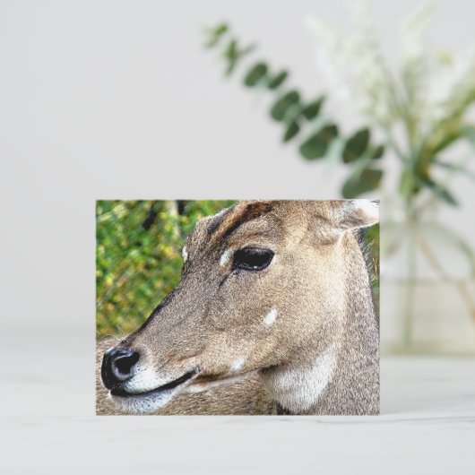 DEER BRIEFKAART (Staand voorkant)