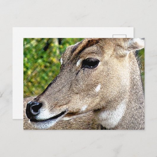DEER BRIEFKAART (Voorkant / Achterkant)