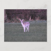Deer Briefkaart (Voorkant)