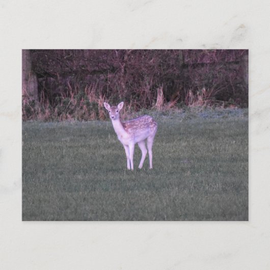 Deer Briefkaart (Voorkant)