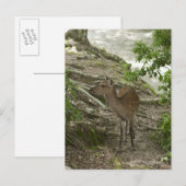 Deer Briefkaart (Voorkant / Achterkant)