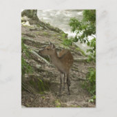 Deer Briefkaart (Voorkant)