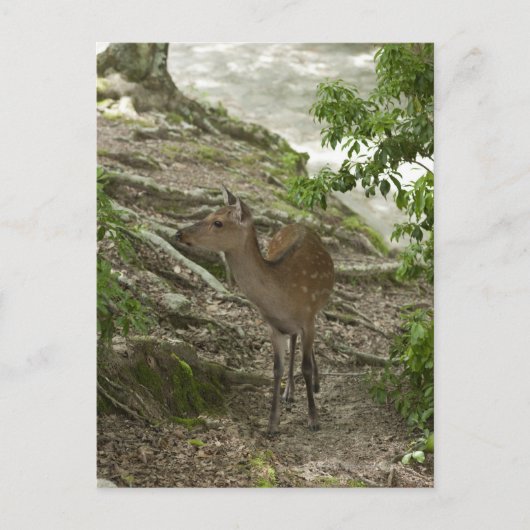 Deer Briefkaart (Voorkant)