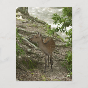 Deer Briefkaart