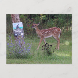 Deer Briefkaart