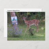 Deer Briefkaart (Voorkant / Achterkant)