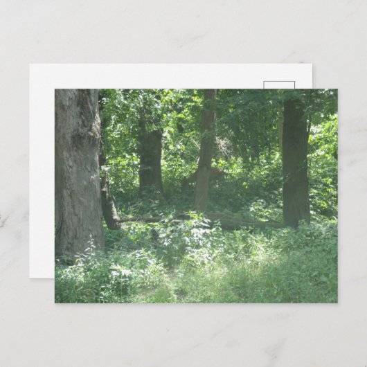 Deer Briefkaart (Voorkant / Achterkant)