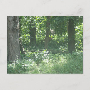 Deer Briefkaart