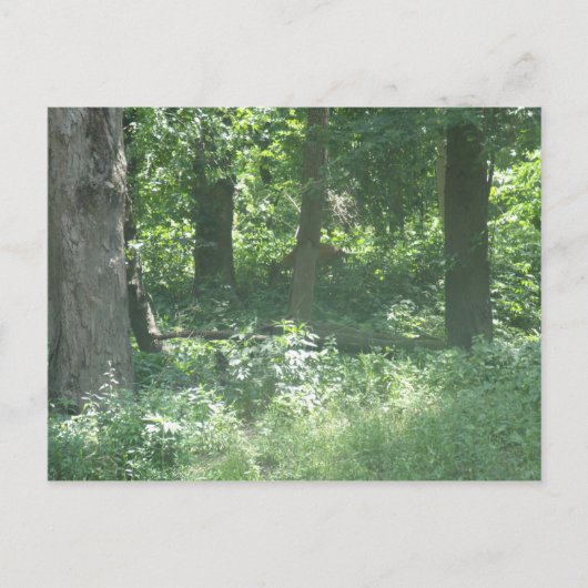 Deer Briefkaart (Voorkant)