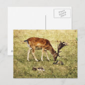 DEER BRIEFKAART (Voorkant / Achterkant)