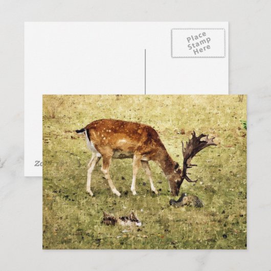DEER BRIEFKAART (Voorkant / Achterkant)