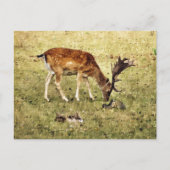 DEER BRIEFKAART (Voorkant)